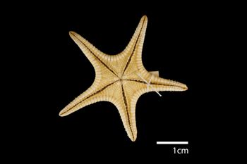 Media type: image; Invertebrate Zoology AST-41   Description: whole body;  Aspect: ventral